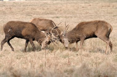 doğada fawn .