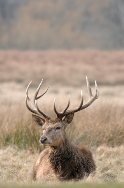 doğada fawn .