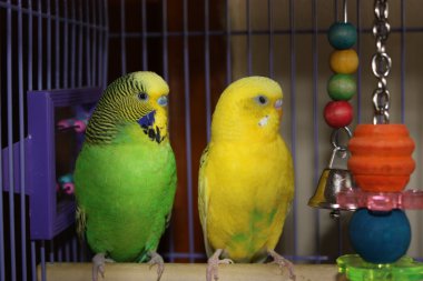 Colorful Parakeets at Rest clipart