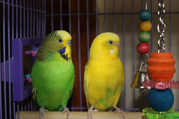 Colorful Parakeets at Rest Stock Image