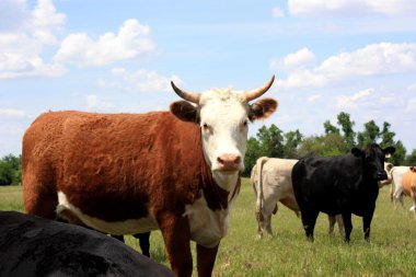 Kansas Cows clipart