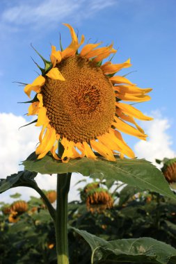 Kansas Sunflower Closeup clipart