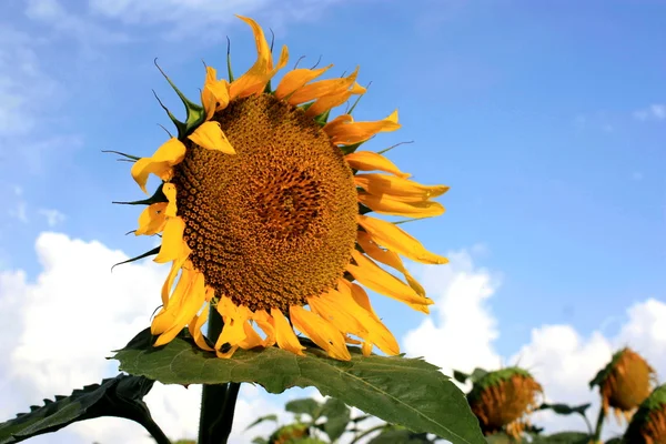 Kansas Colorful Sunflower — Stock Photo, Image