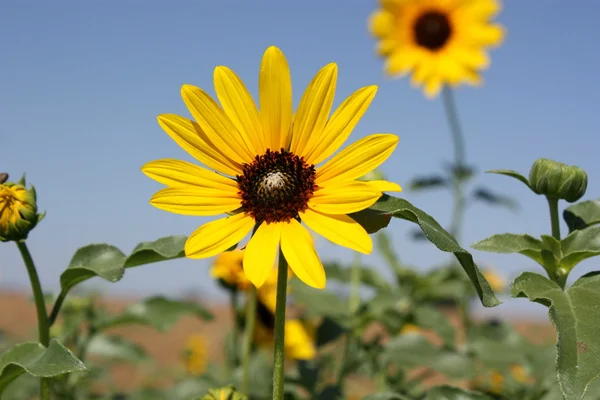 Wild Kansas Sunflowers — Stock Photo, Image