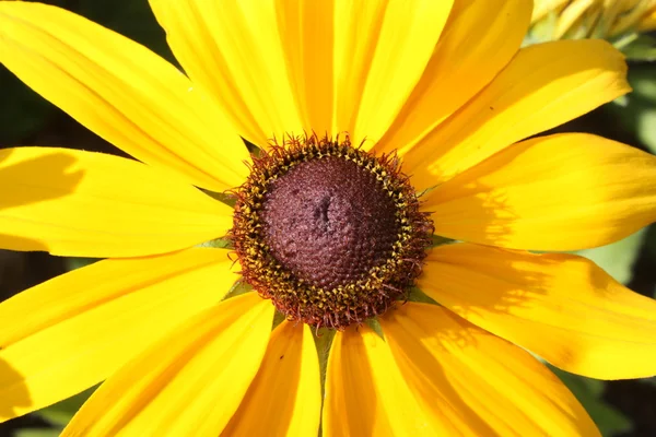Cone flower closeup. — Stock Photo, Image