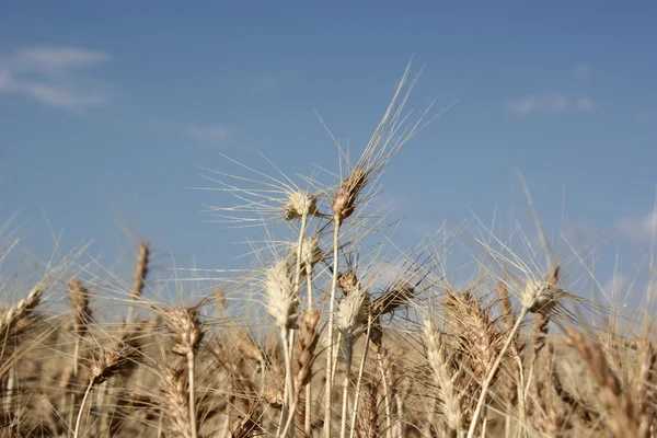 Primo piano sul grano . — Foto Stock