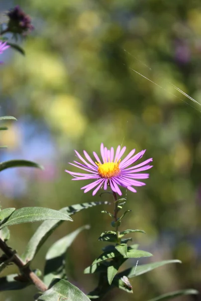 A Purple Wild Flower Closeup. — Stock Photo, Image