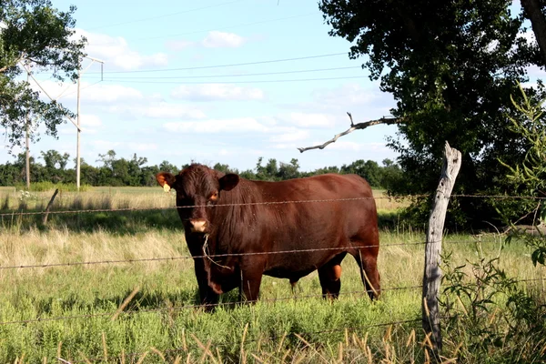 büyük hereford boğa