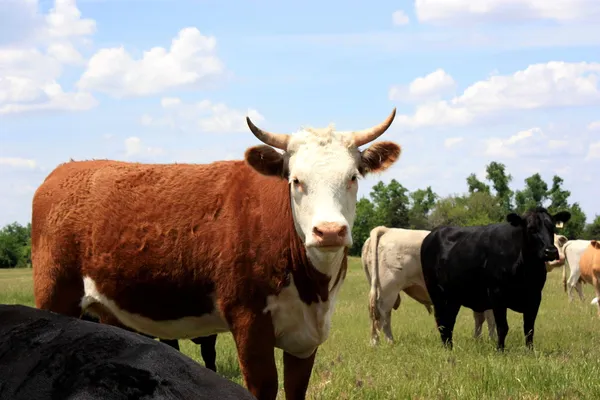 Vacas de Kansas Imagen De Stock