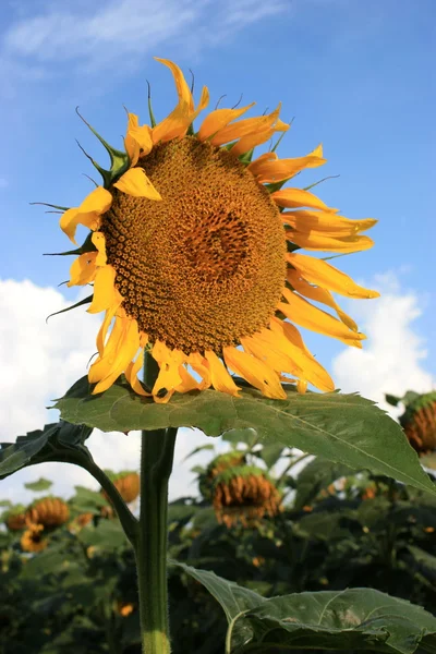 Канзас соняшникова крупним планом Ліцензійні Стокові Фото