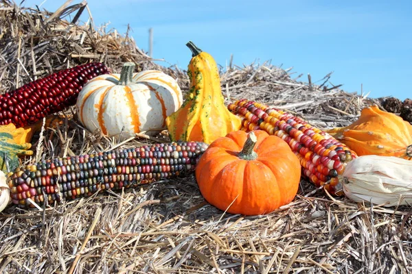 Stock image Country Mini Pumpkins