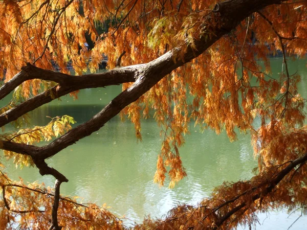 Baldcypress Fall Color — Stock Photo, Image