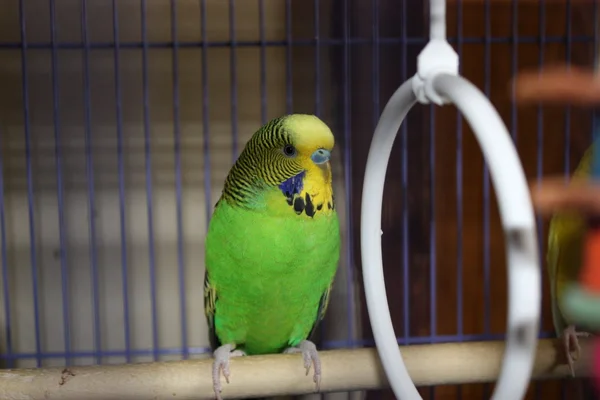 stock image Patrick the Parrokeet.