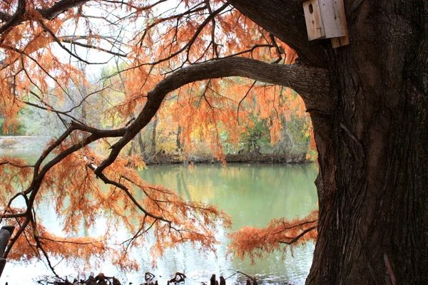 stock image Colorful Bald Cypress Tree.