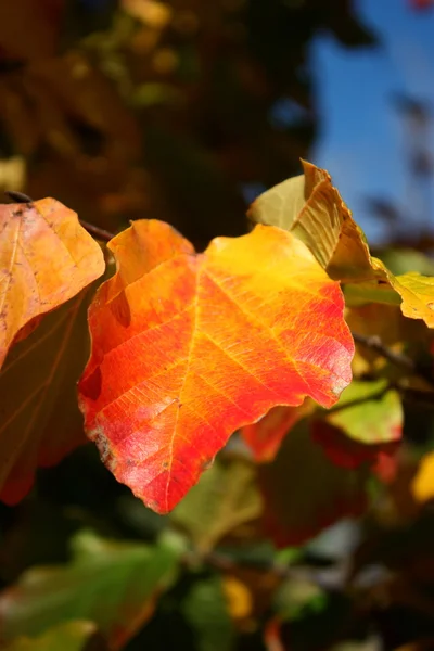Fall Colors — Stock Photo, Image