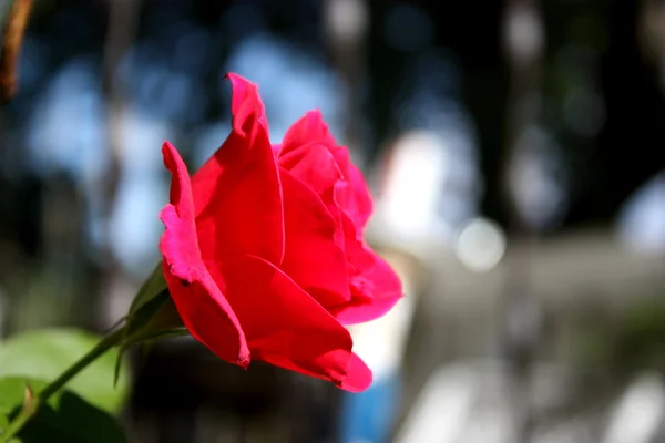 stock image Colorful Red Rose