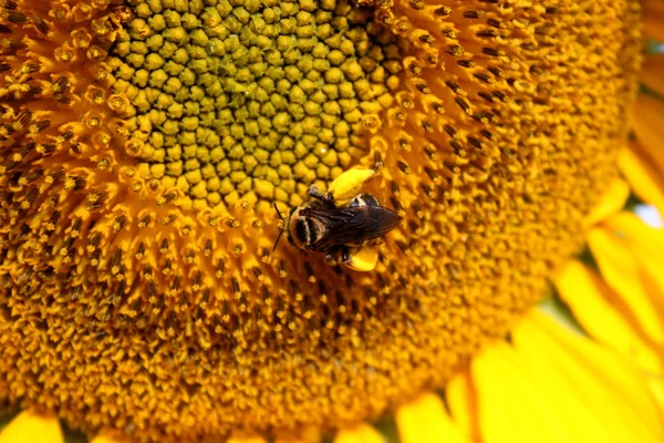 Bee Closeup on Sunflower — Stock Photo, Image