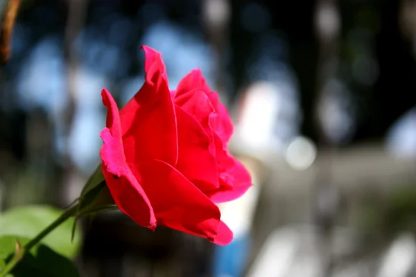 Kleurrijke rode roos Rechtenvrije Stockfoto's