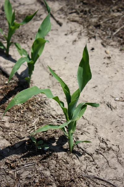 Growing Corn Closeup — Stock Photo, Image