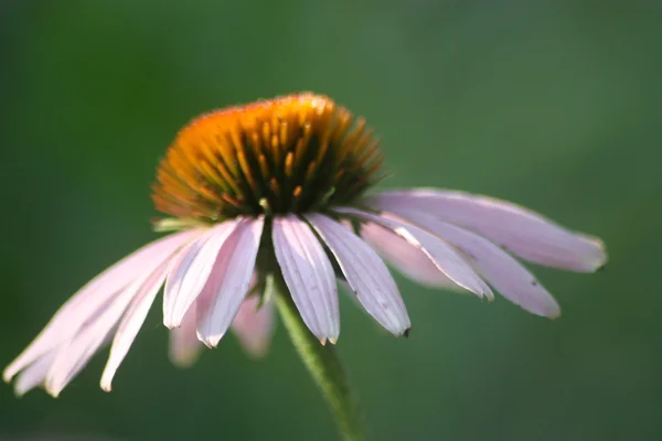 Closeup Pink Cone flower — Stock Photo, Image