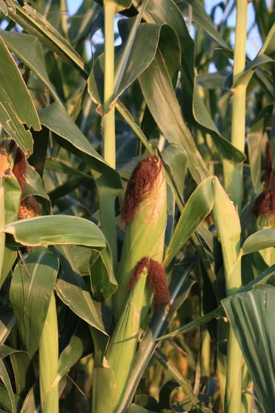 Growing Field Corn — Stock Photo, Image