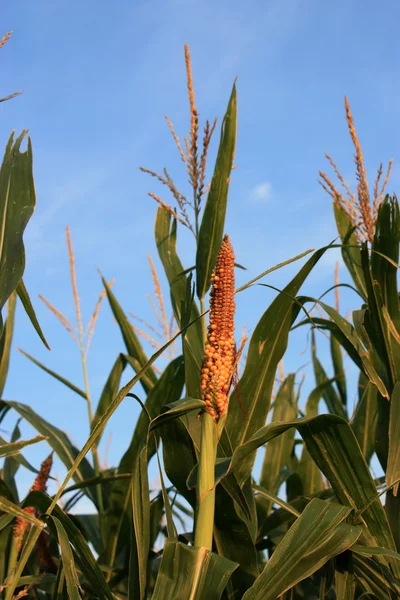 A mező kukorica — Stock Fotó