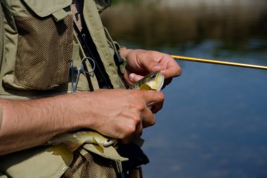 RELEASING BROWN TROUT clipart