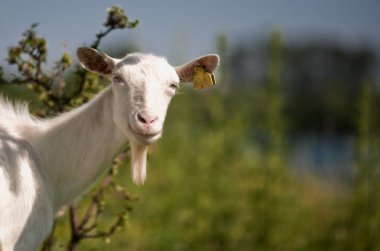 Female goat like to posing. clipart