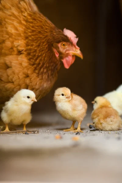 stock image First Steps