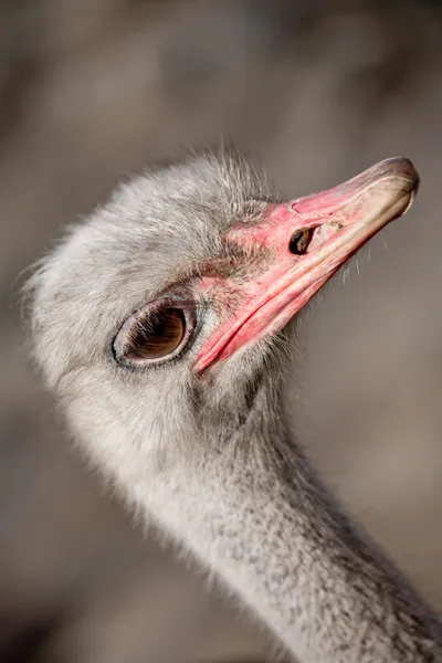 stock image Ostrich profile