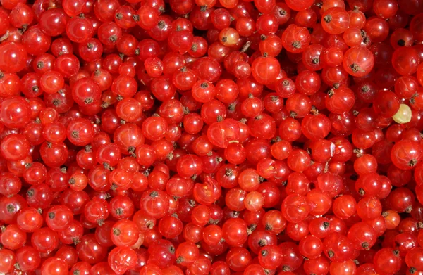 Grosella roja — Foto de Stock