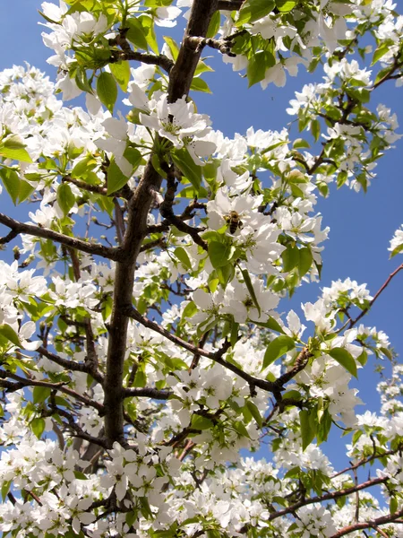 stock image Apricot blossoms