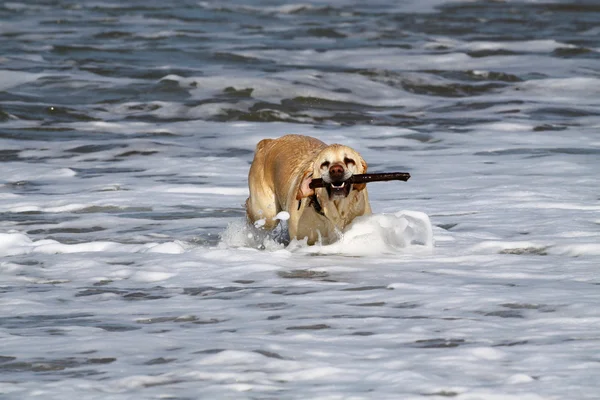 Labrador-retriever — Stock Fotó