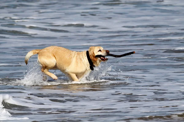 Labrador retriever Fotos De Bancos De Imagens