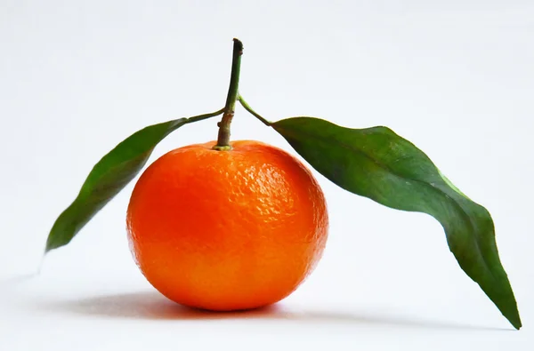 Mandarin cu ramură — Fotografie, imagine de stoc