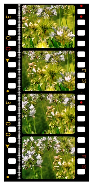 35mm Film — Stockfoto