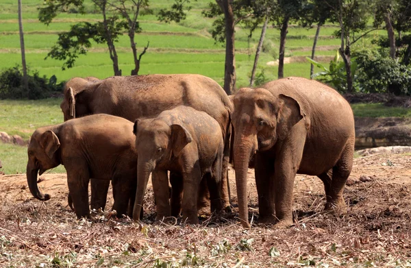 Filler — Stok fotoğraf