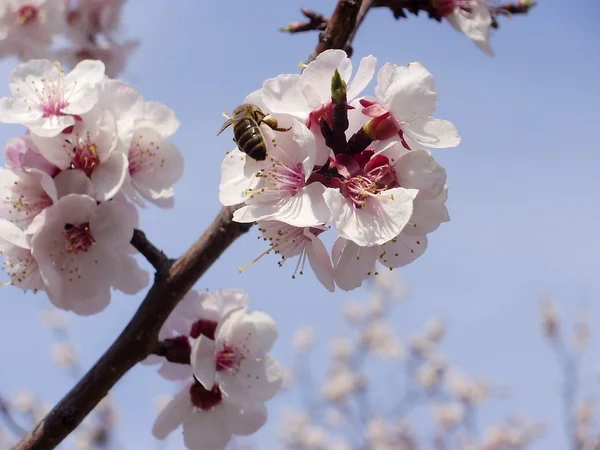 stock image Bee and apricot