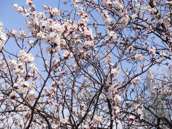 stock image Apricot flower and bee small