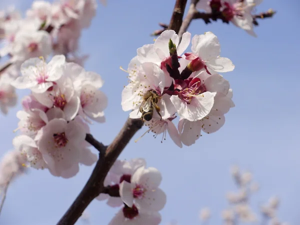 stock image Apricot and bee