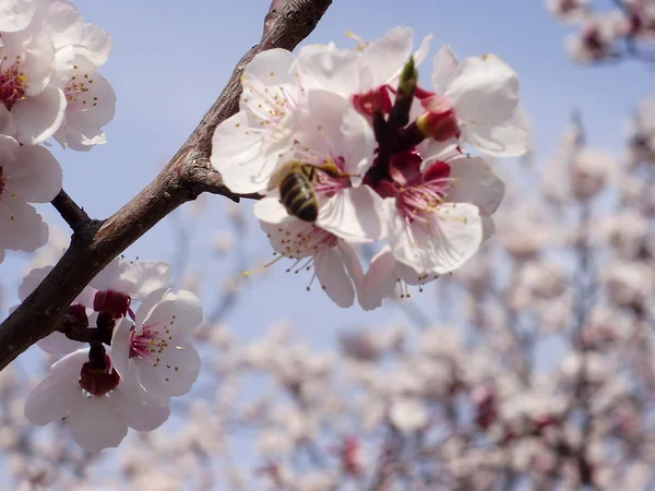 stock image Bee and flower apricot.