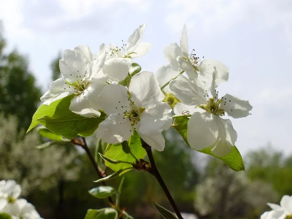 Långt päron blommor under våren — Stockfoto