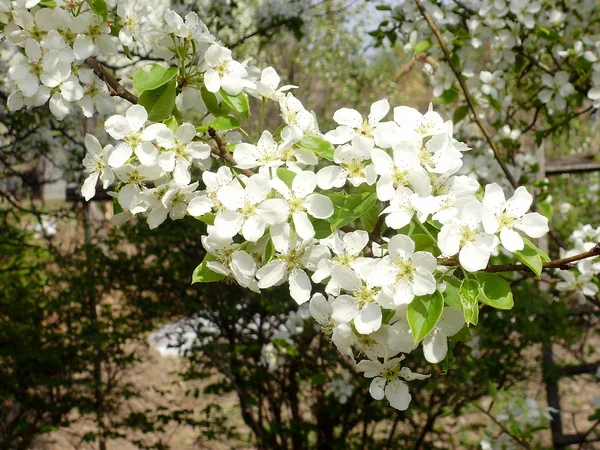 Lejanas flores de pera en primavera —  Fotos de Stock