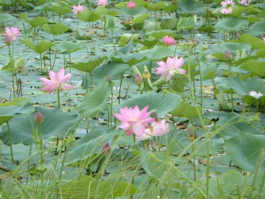 Lotus çiçekleri göl