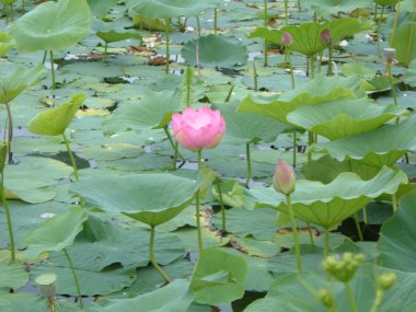 Lotus çiçekleri göl