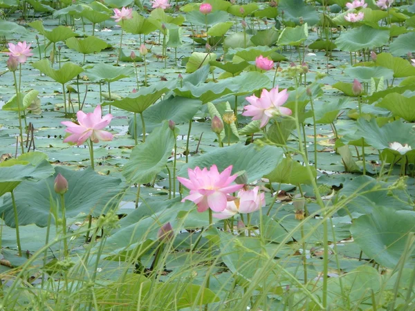 Цветы лотоса на озере — стоковое фото
