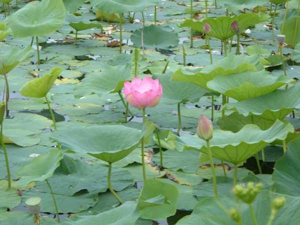 Fleurs de lotus sur le lac Image En Vente