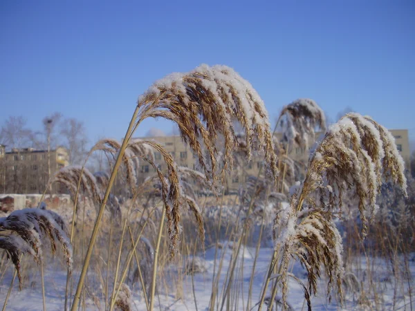 arka planda kışlar sivri.
