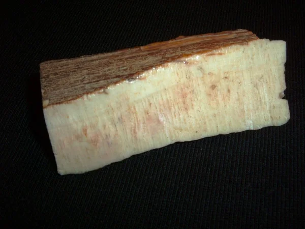 mamut dişi, siyah kumaş parçası.