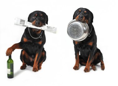 Dogs with objects clipart